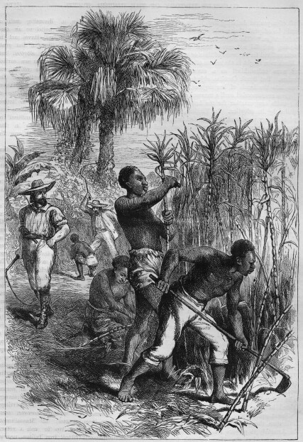 Enslaved people working on a Plantation in the US. Slavery Images: A Visual Record of the African Slave Trade and Slave Life in the Early African Diaspora.